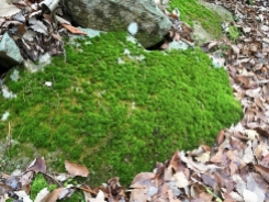 Rock carpeted in brilliant green moss.