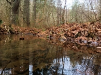 Reflections on the creek in Back Hollow.